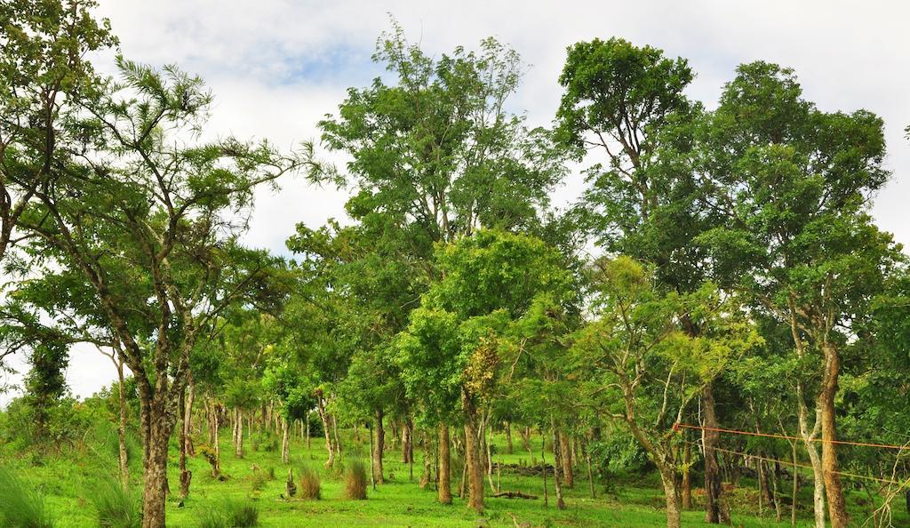 Punarjani Ayurvedic Resorts Ramakkalmedu Zewnętrze zdjęcie